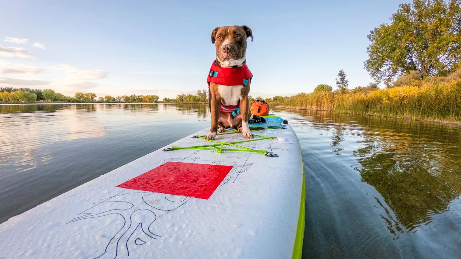 A paddle board deck pad gives a dog grip