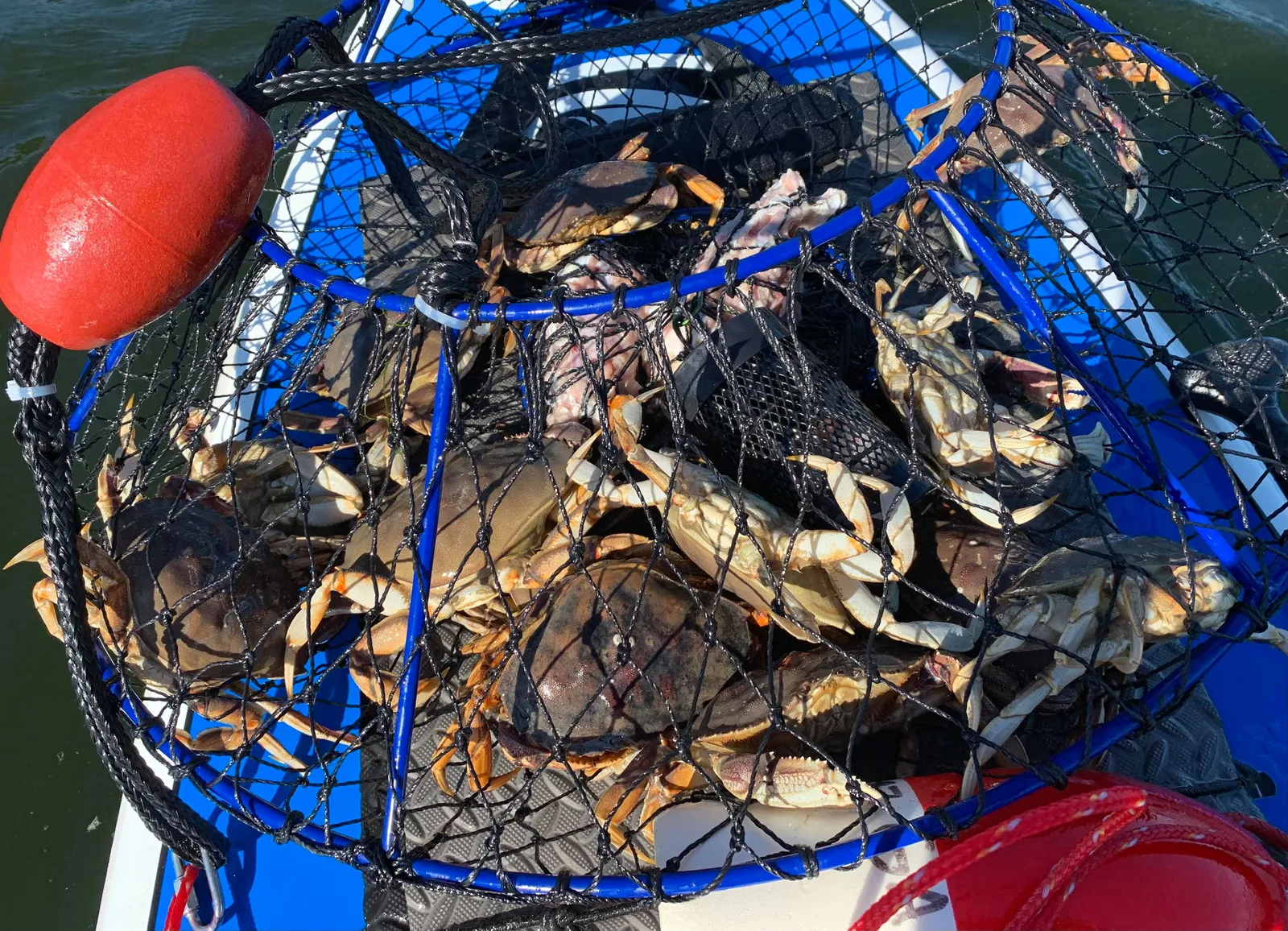 Crabbing from a paddle board near the shore